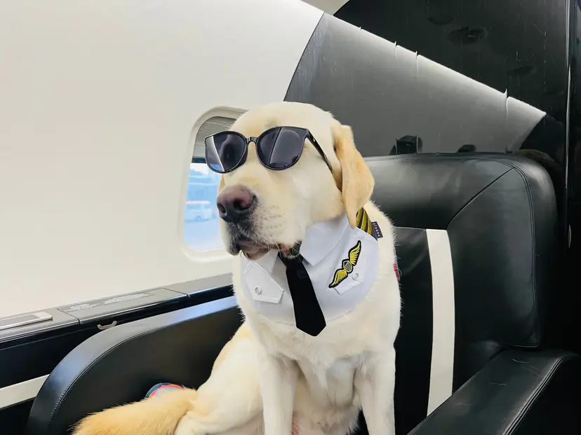 Pet Travel